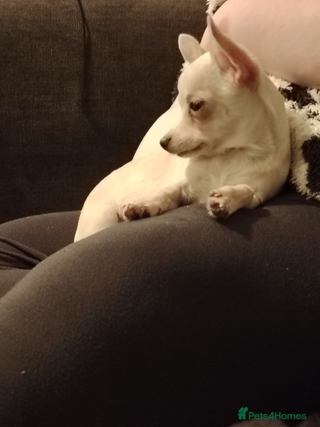 Chihuahua dogs for sale: Deer head chihuahua  - Advert 12