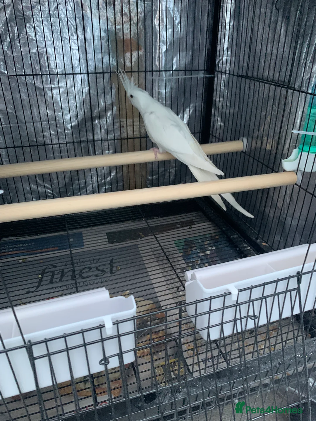 Cockatiels birds for sale: Cockatiel birds for sale - Advert 7