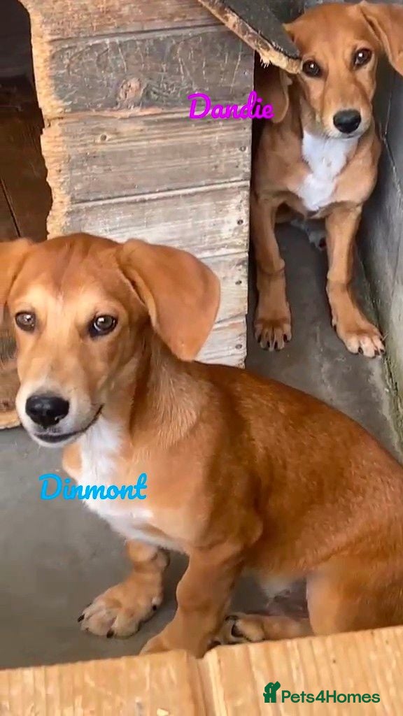 Mixed Breed dogs Dinmont, 4 months approx. Available for adoption. - Advert 1