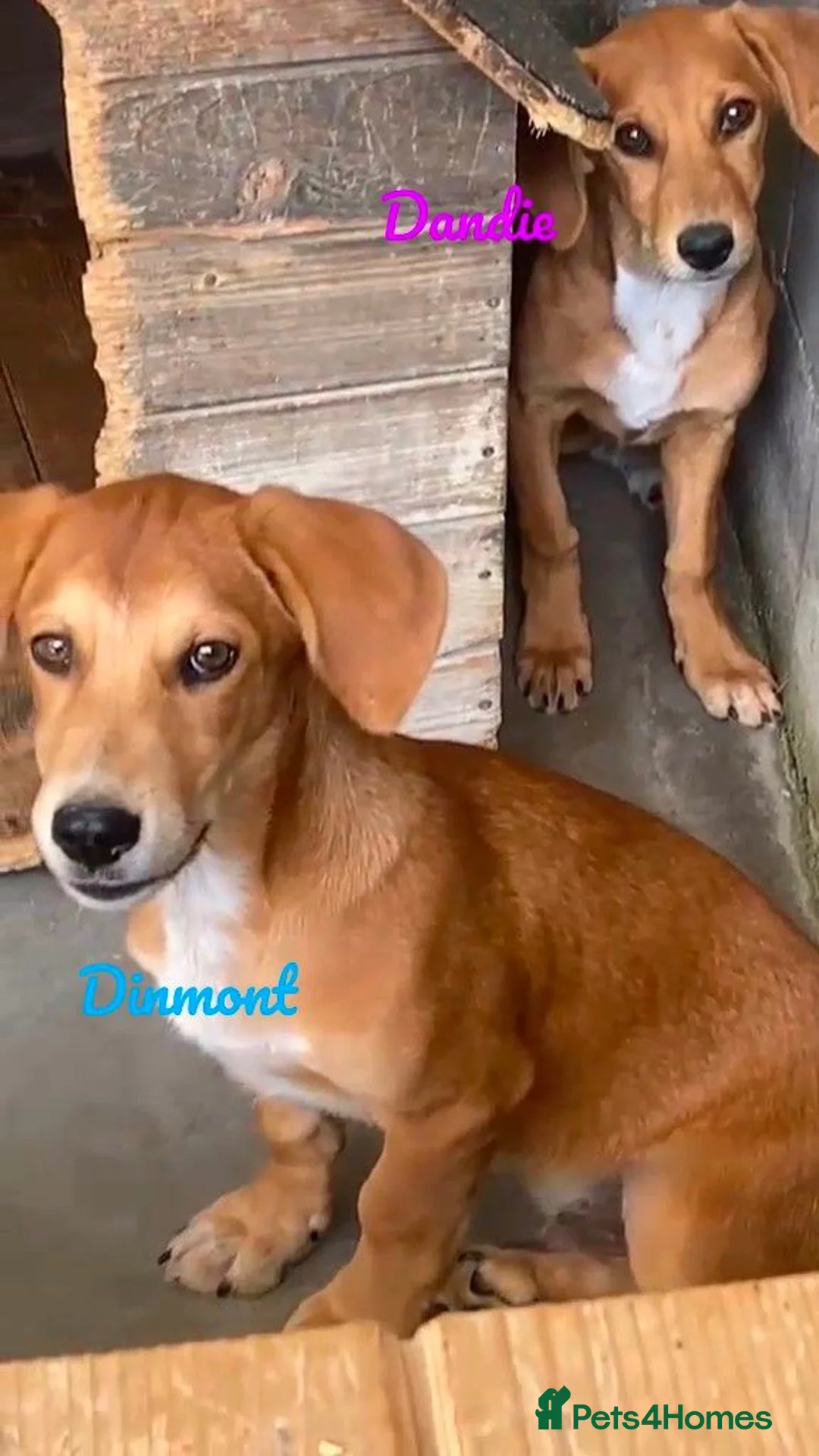 Mixed Breed dogs for adoption: Dinmont, 4 months approx. Available for adoption. - Advert 1