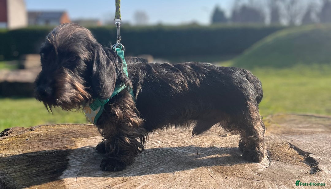 Miniature Dachshund dogs for sale: ROSS MINIATURE WIRE HAIR MALE solid black  - Advert 7