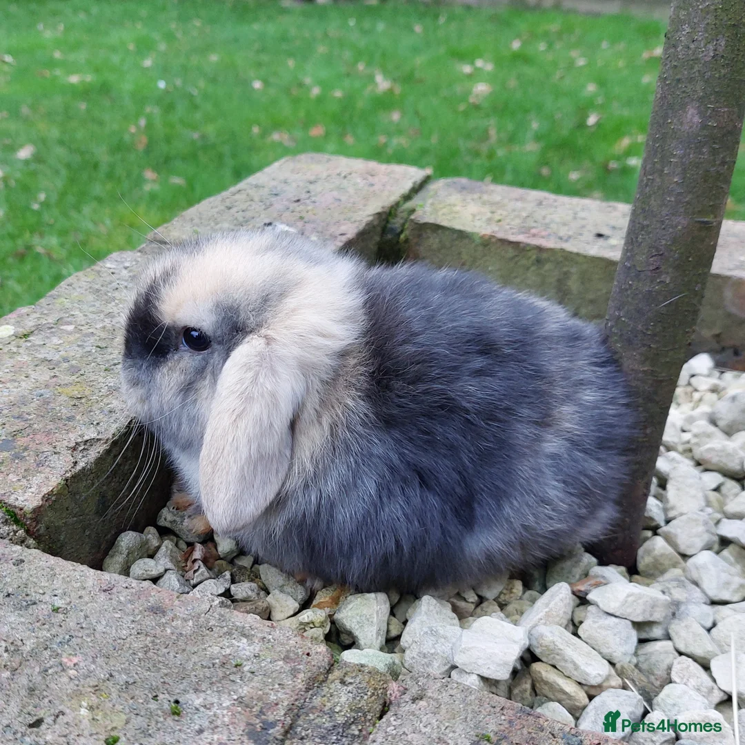 Mini Lop rabbits for sale: Baby Mini Lop Rabbits  - Advert 4