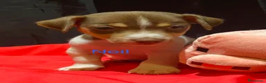 Neil