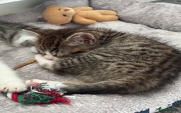 Mixed Breed cats for sale: Mixed Kittens - Image 8