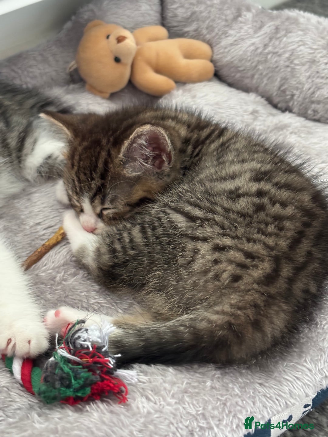 Mixed Breed cats for sale: Mixed Kittens - Image 8