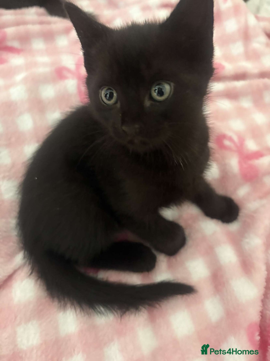 British Shorthair cats for sale: Black short haired kittens for sale ❤️ - Image 5