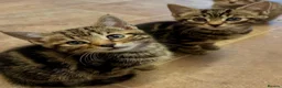 Savannah cats for sale: Stunning Savannah cross kittens, mum TICA reg - Advert 6
