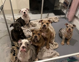 Olde English Bulldogge dogs Old English Bulldog Puppy’s - Advert 2