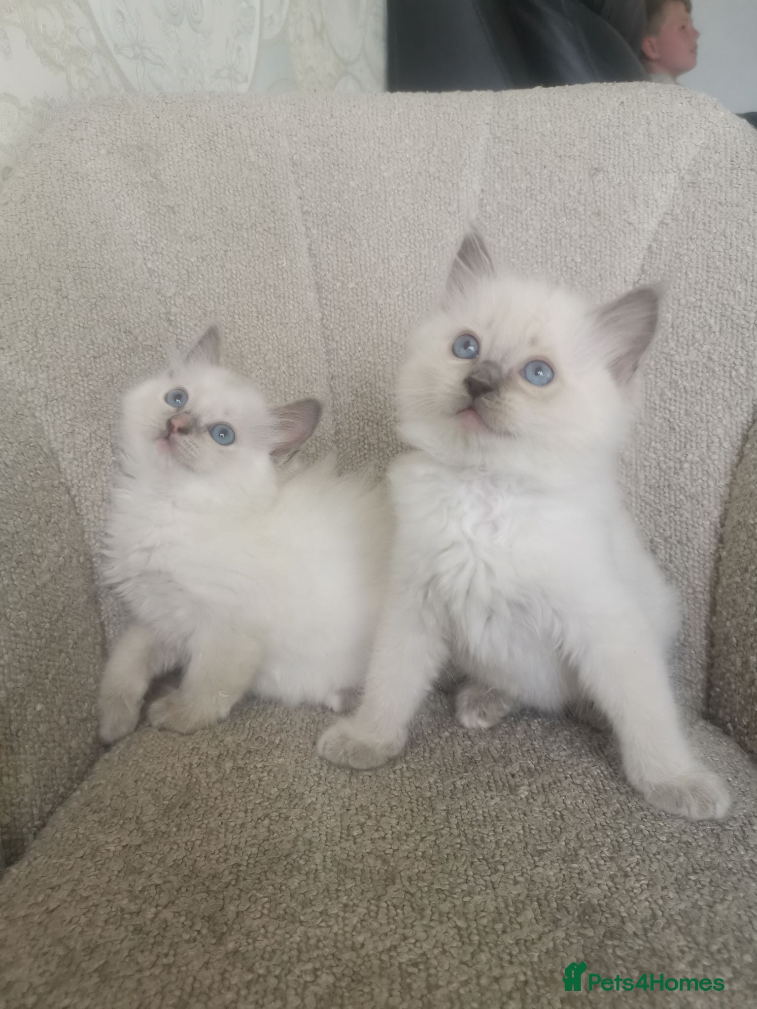 Ragdoll cats 2 left health tested parents pure ragdoll baby's  - Advert 2