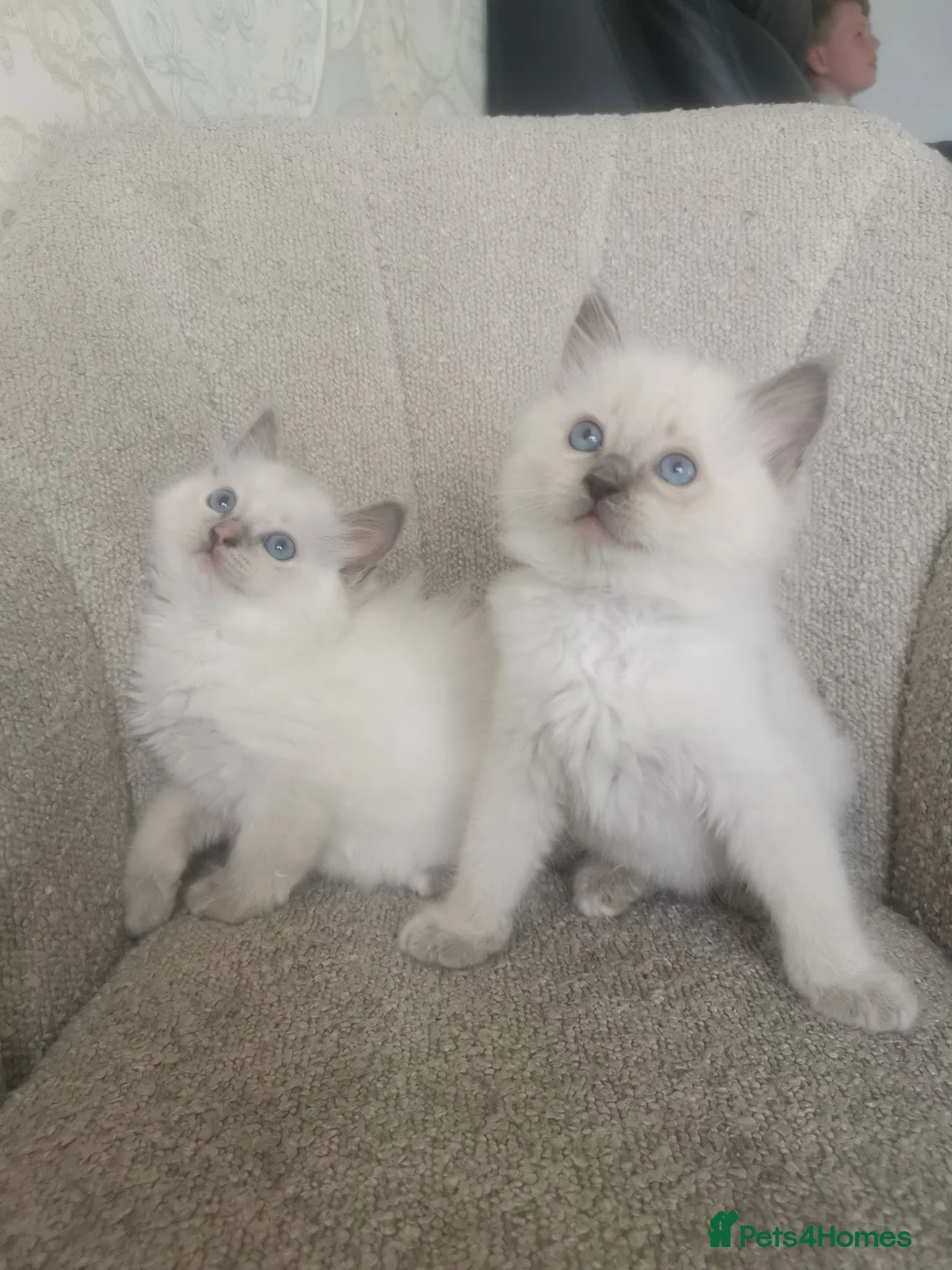 Ragdoll cats for sale: 2 left health tested parents pure ragdoll baby's  - Advert 2