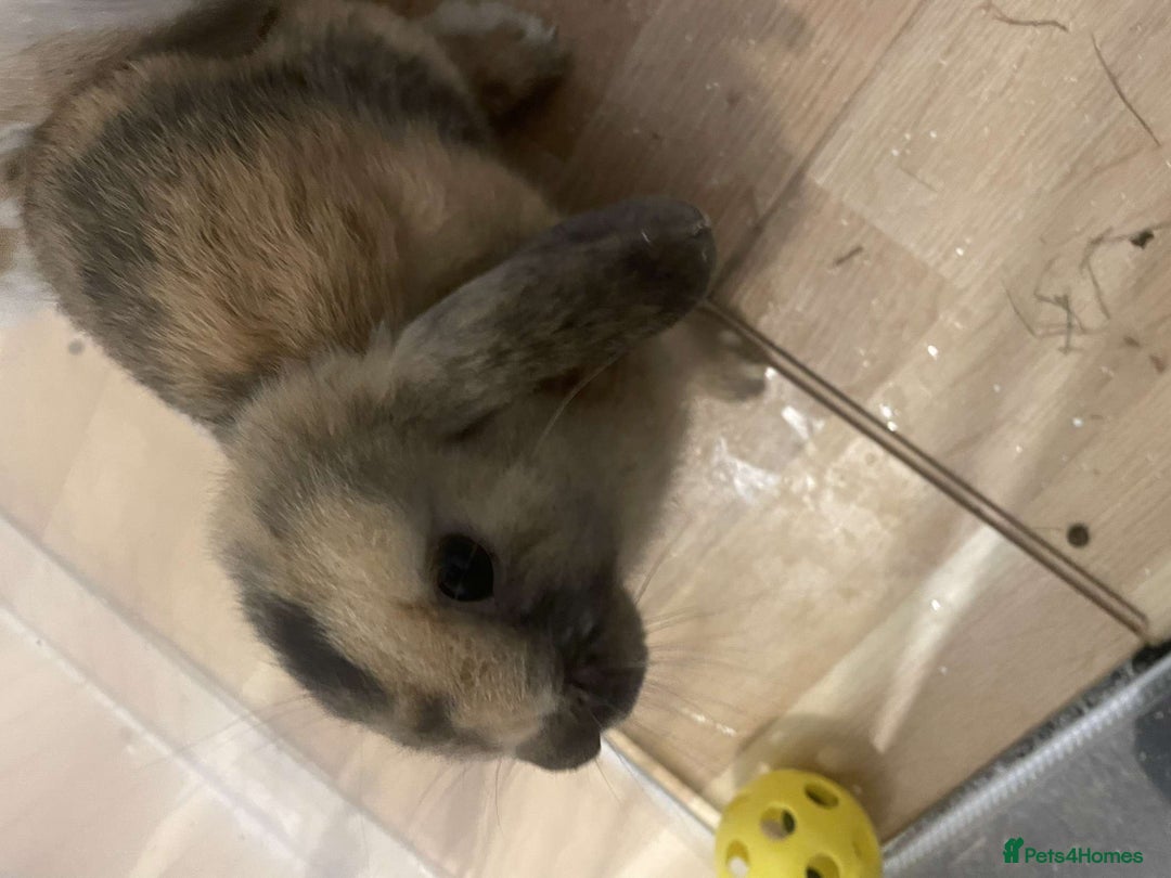 Mini Lop rabbits for sale: bonded pair of mini lops - Image 4