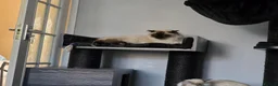 Ragdoll cats for sale: 2 ADULT GIRLS LOOKING FOR NEW HOMES - Advert 12