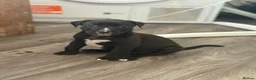 Mixed Breed dogs for sale: Stuffy X American Bully Pups - Advert 4