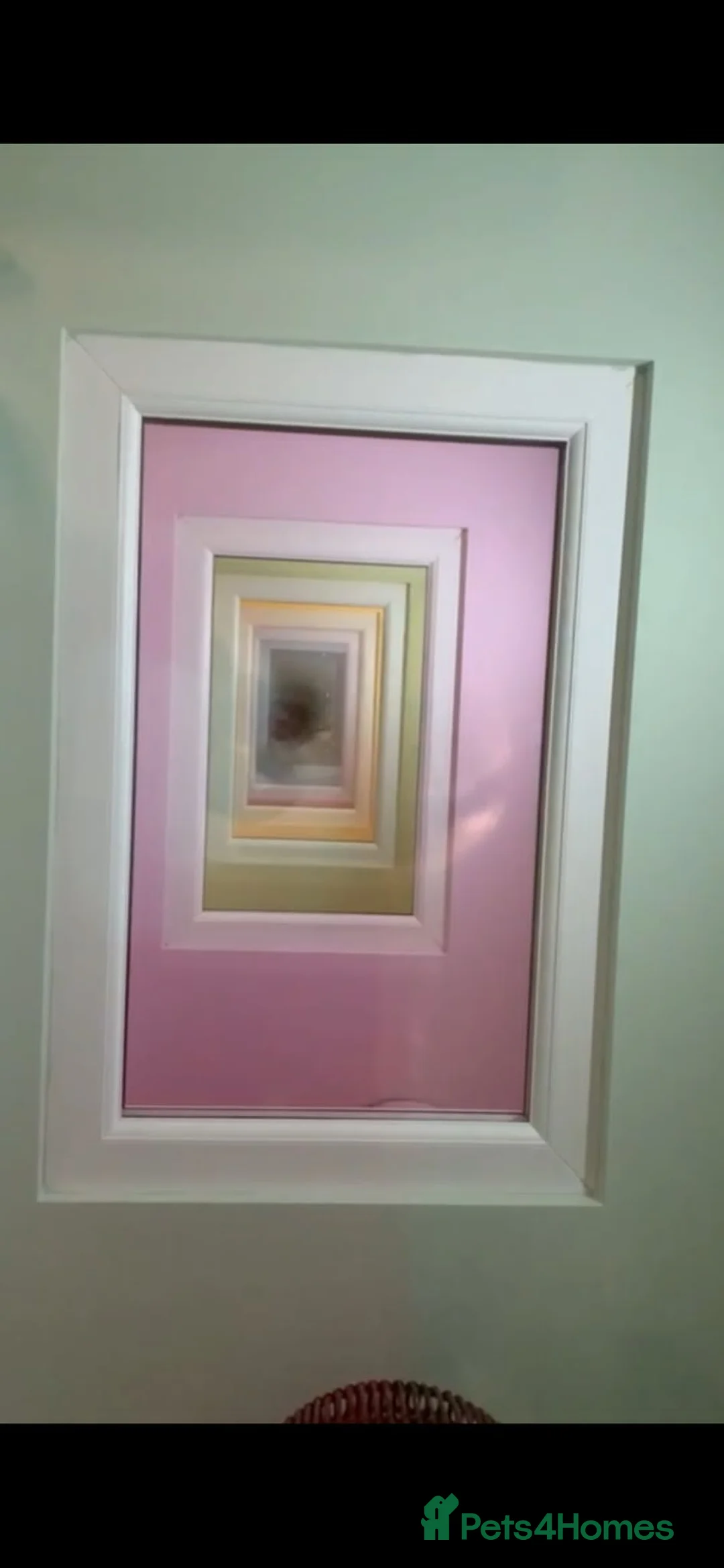 Maine Coon cats for stud: STUD ONLY (Tica champion 2021) in Brighouse - Advert 12