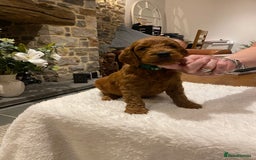 Irish Doodle dogs for sale: Stunning litter of mini Irish Doodles - Image 11