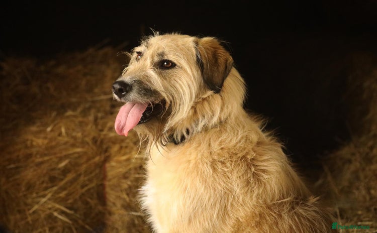 Mixed Breed dogs - Advert 4
