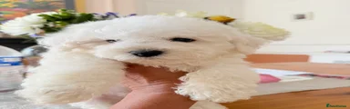 Bichon Frise Puppy 4
