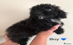 Poochon dogs for sale: Poochon puppies - Image 7