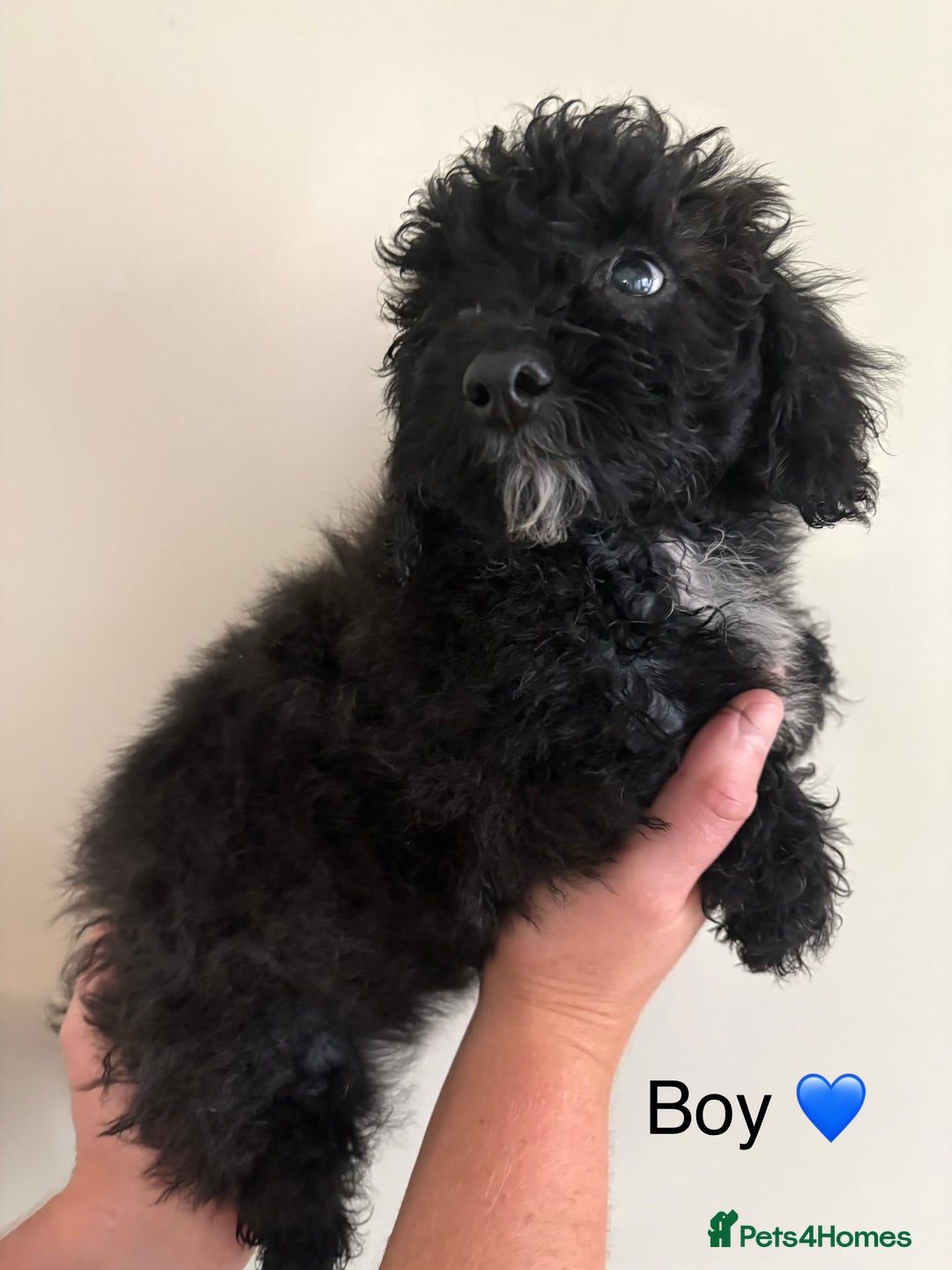Poochon dogs for sale: Poochon puppies - Image 7