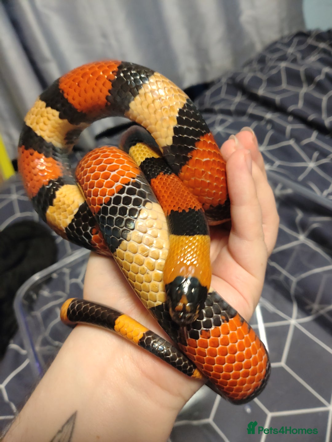 Milk Snake reptiles for sale: unsexed pueblan apricot milk snake - Image 3