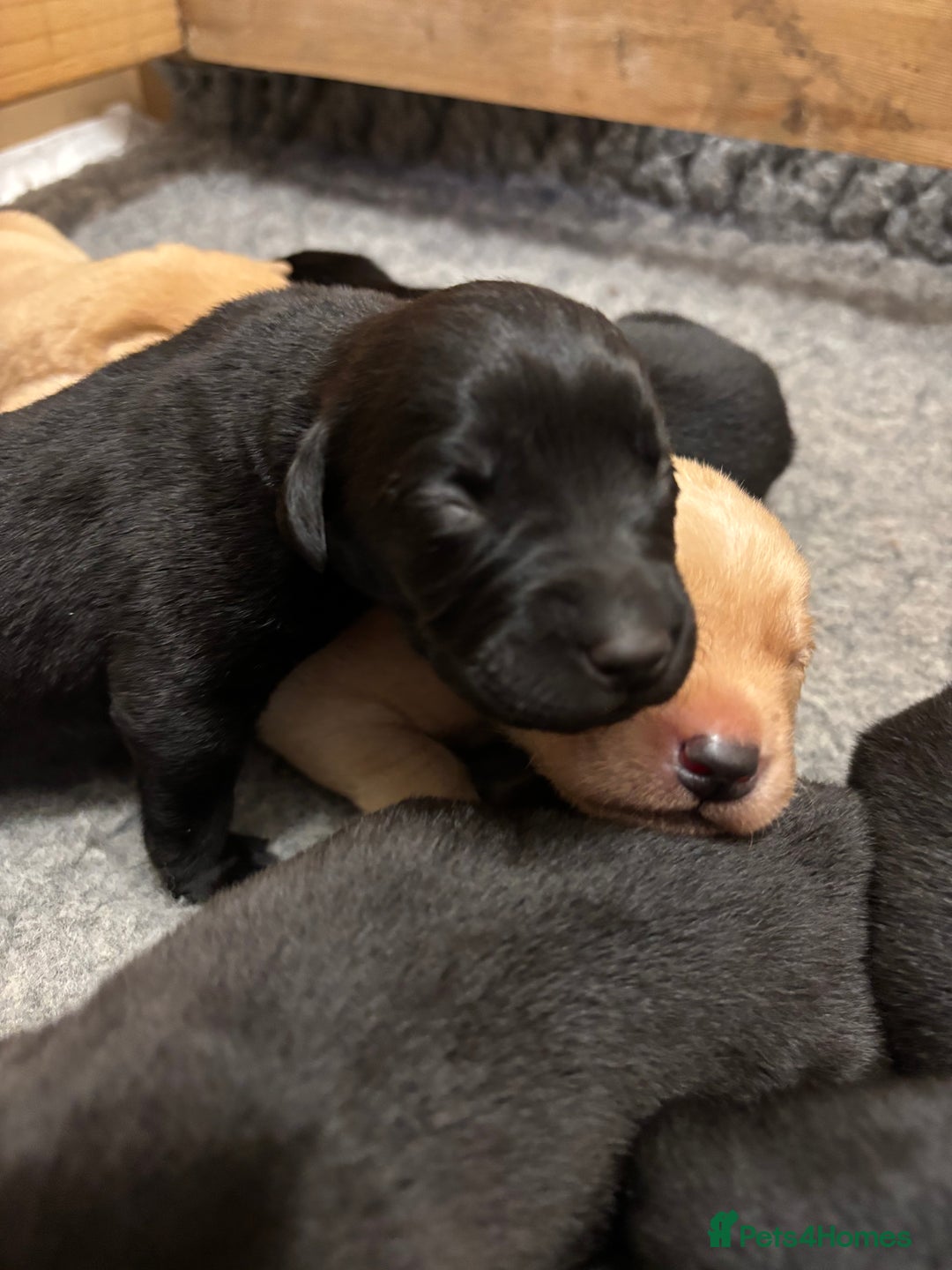Labrador Retriever dogs for sale: Beautiful yellow & black Labrador pups (KC Reg) - Advert 7