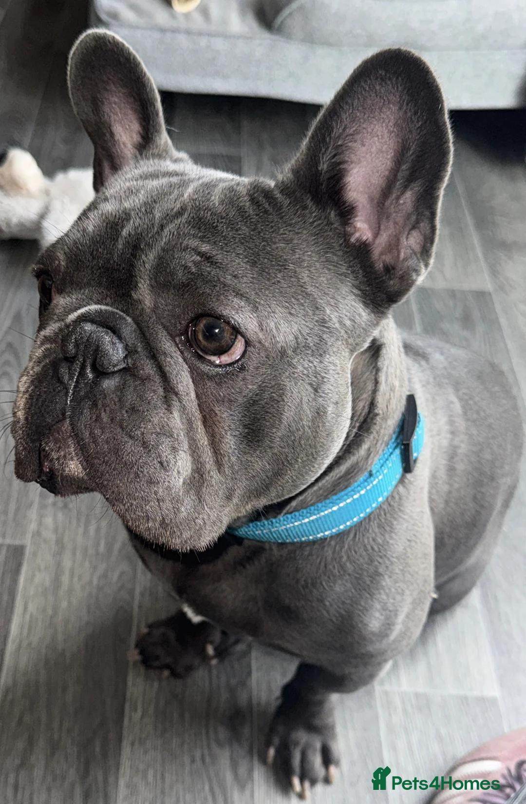 French Bulldog dogs for stud: French Bulldog for Stud in Swadlincote - Advert 17
