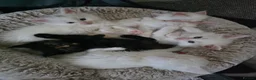 Maine Coon cats for sale: Maine coon kittens - Advert 15