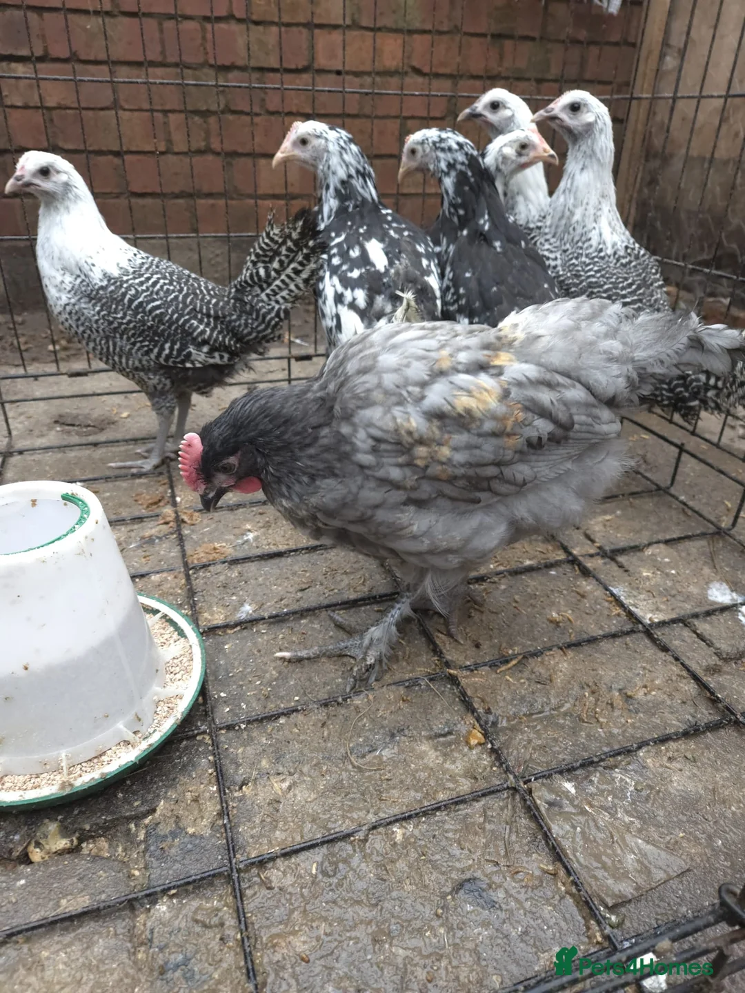 Chickens poultry for sale: 6 pullets 1 roo - Advert 5