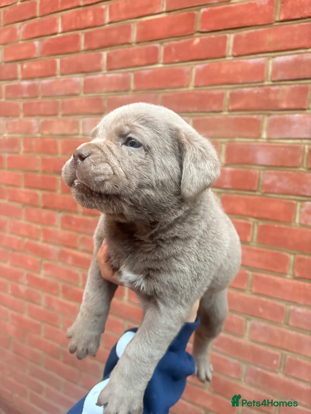 Mixed Breed dogs for sale: Puppies for Sale!! - Advert 16