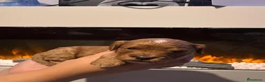 Cavapoo 1