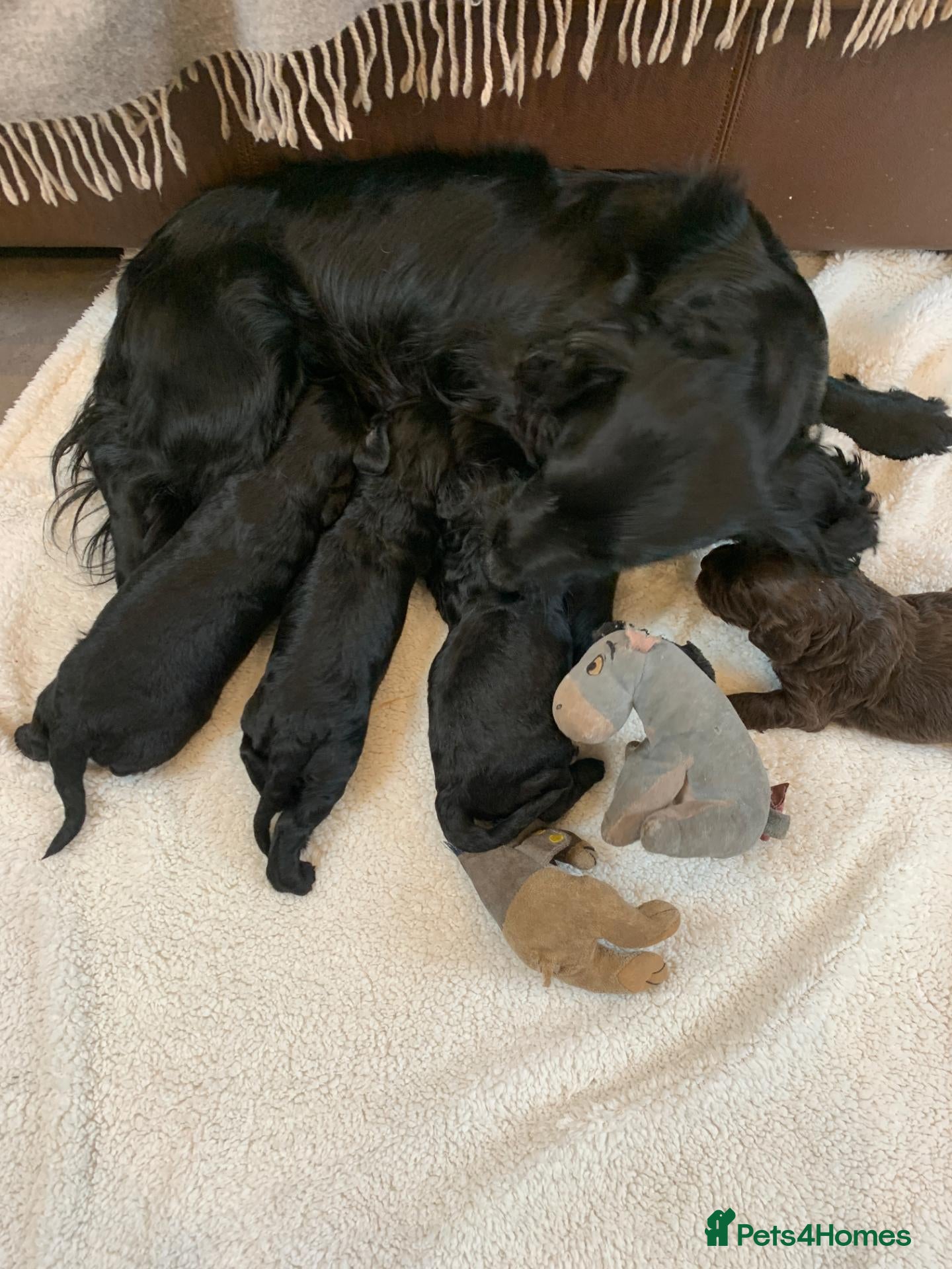 Cockapoo dogs Stunning Black Cockapoos - Advert 2
