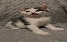 Mixed Breed cats for sale: 2x girls 1x boy  - Image 3