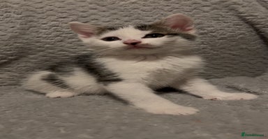 Mixed Breed cats - Advert 3