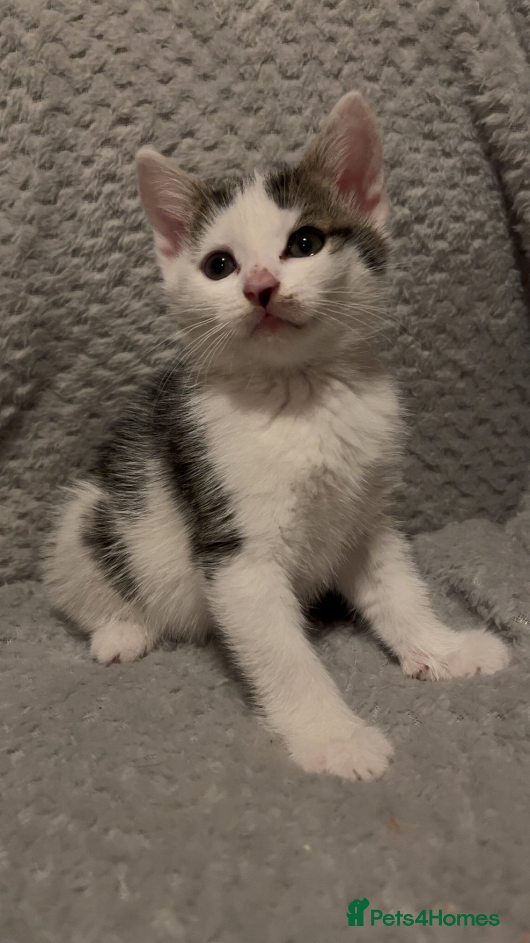 Mixed Breed cats for sale: 2x girls 1x boy  - Image 3