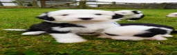 Old English Sheepdog dogs for sale: KC Registered Old English Sheepdog puppies - Advert 1
