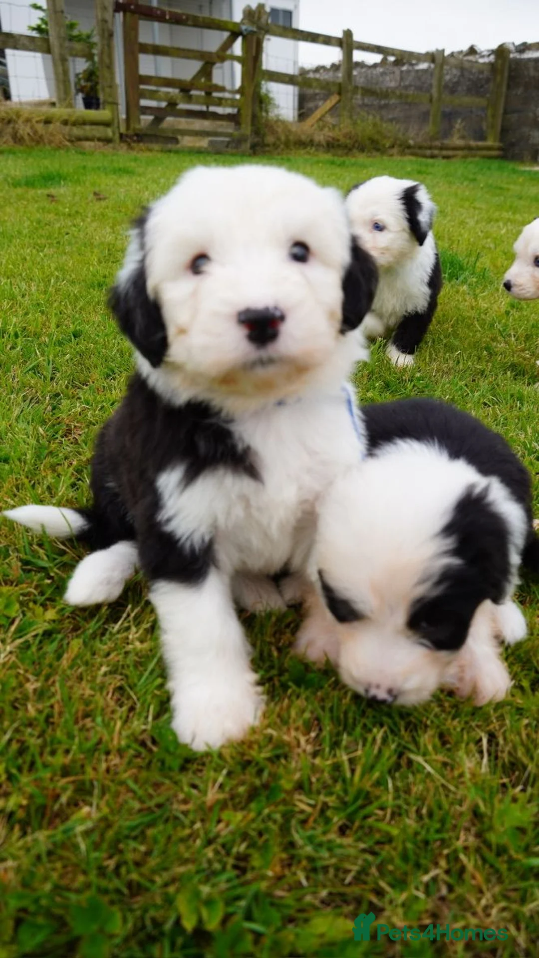 Old English Sheepdog dogs for sale: KC Registered Old English Sheepdog puppies - Advert 1