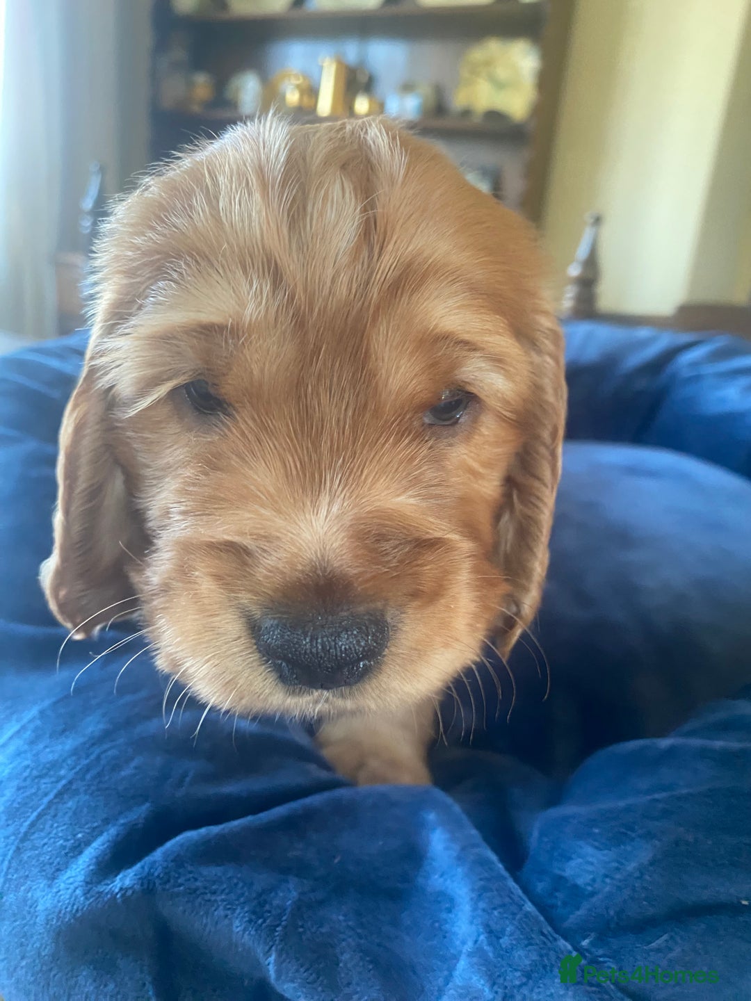 Cocker Spaniel dogs for sale: Show type Cockers  - Image 7