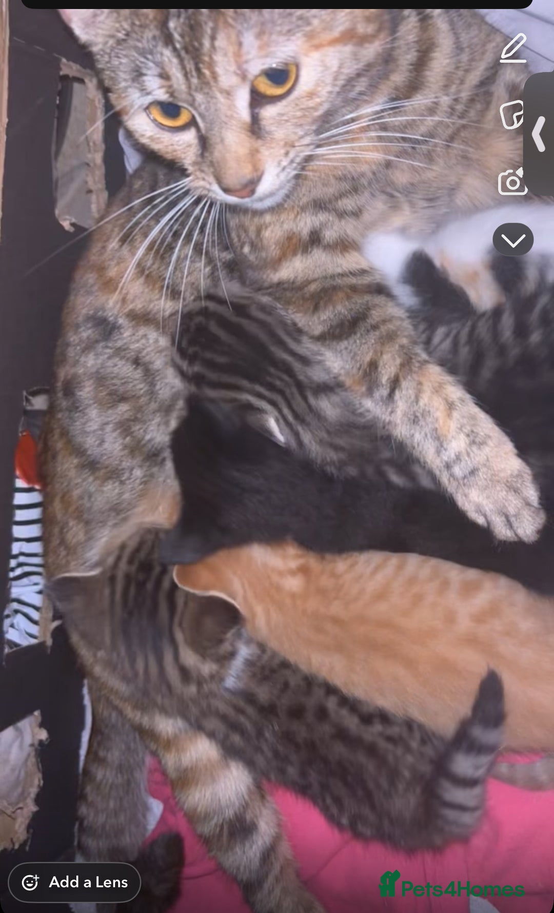 Mixed Breed cats for sale: kittens for sale  - Image 2