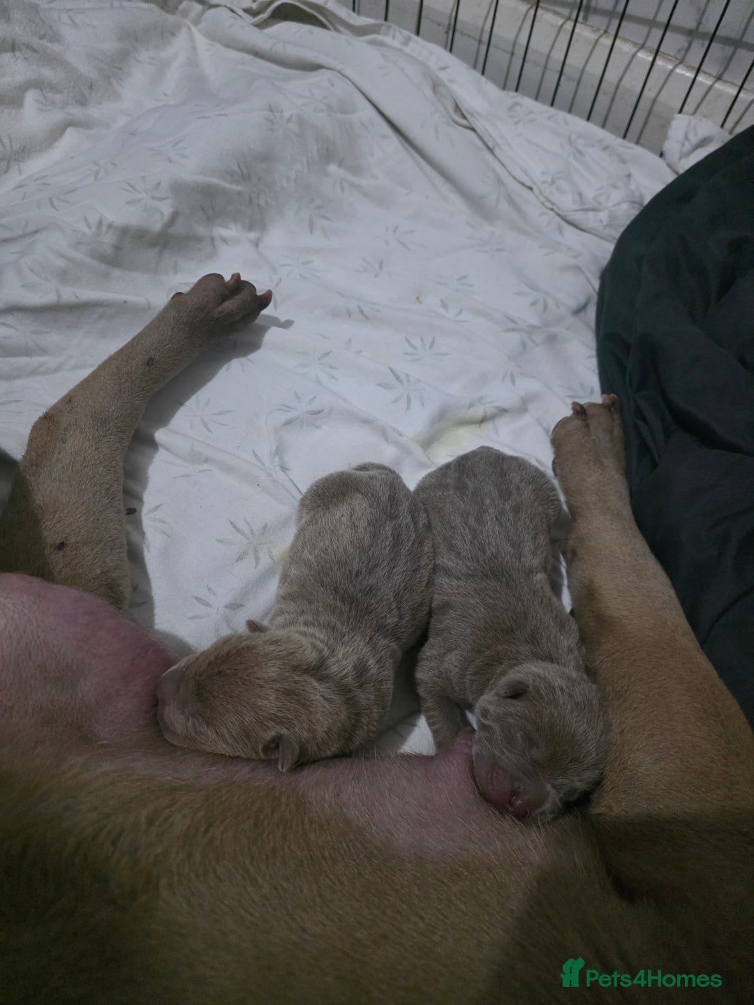 Shar Pei dogs for sale: Blue dilute shar pei boy  - Image 6