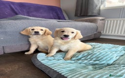 Golden Retriever dogs for sale: KC registered/Health tested Golden Retrievers  - Image 8