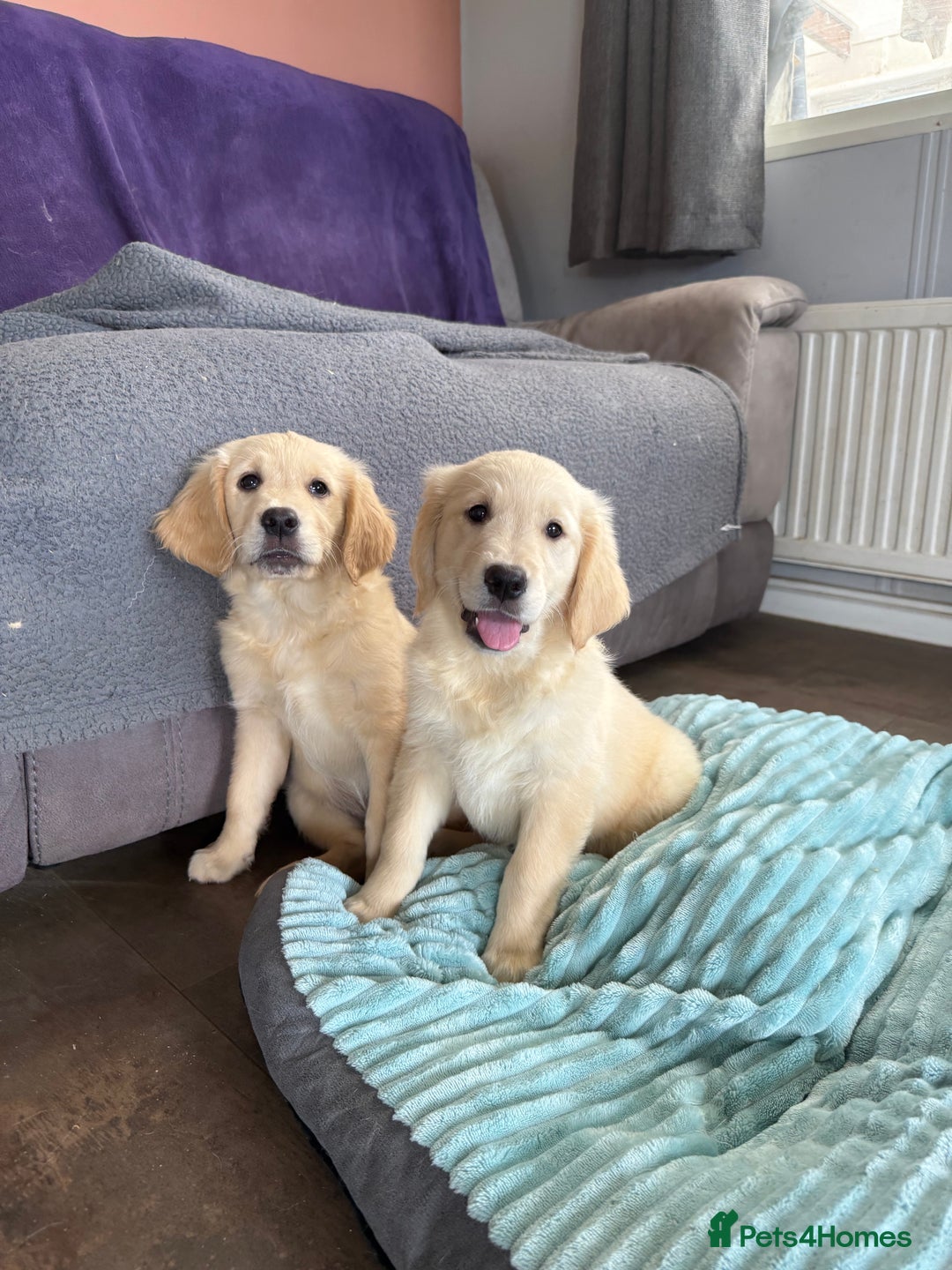Golden Retriever dogs for sale: KC registered/Health tested Golden Retrievers  - Image 8
