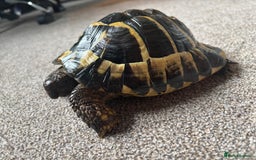 Hermann Tortoise reptiles for sale: Girl Hermann tortoise with full vivarium set up - Image 1
