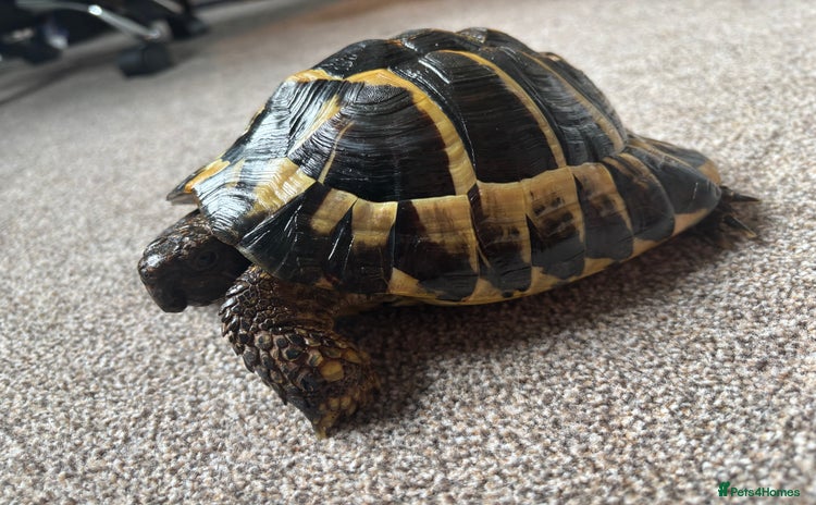 Hermann Tortoise reptiles - Advert 1