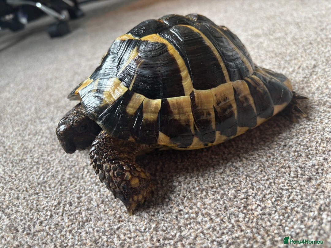 Hermann Tortoise reptiles for sale: Girl Hermann tortoise with full vivarium set up - Image 1