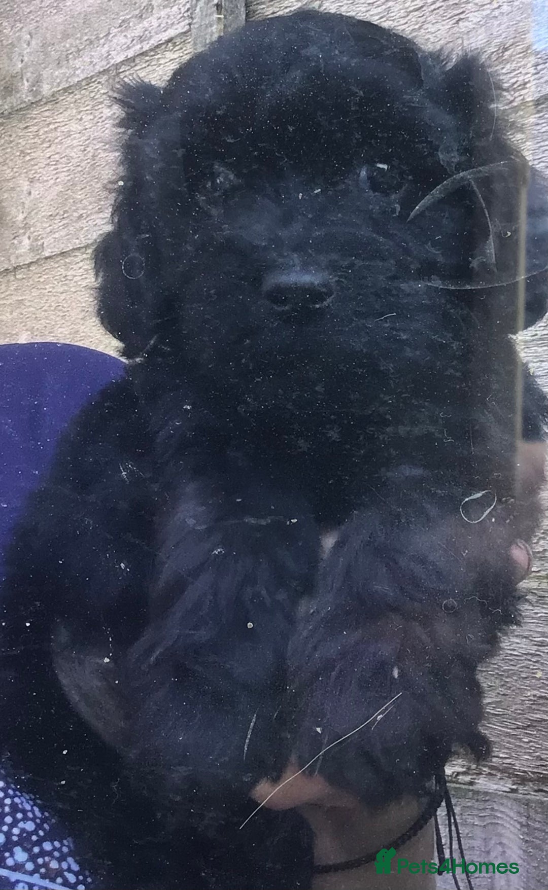 Cockapoo dogs for sale: F2B Cockapoo Puppies - Image 6
