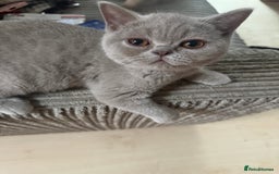 British Shorthair cats for sale: Lilac bsh female  - Image 3