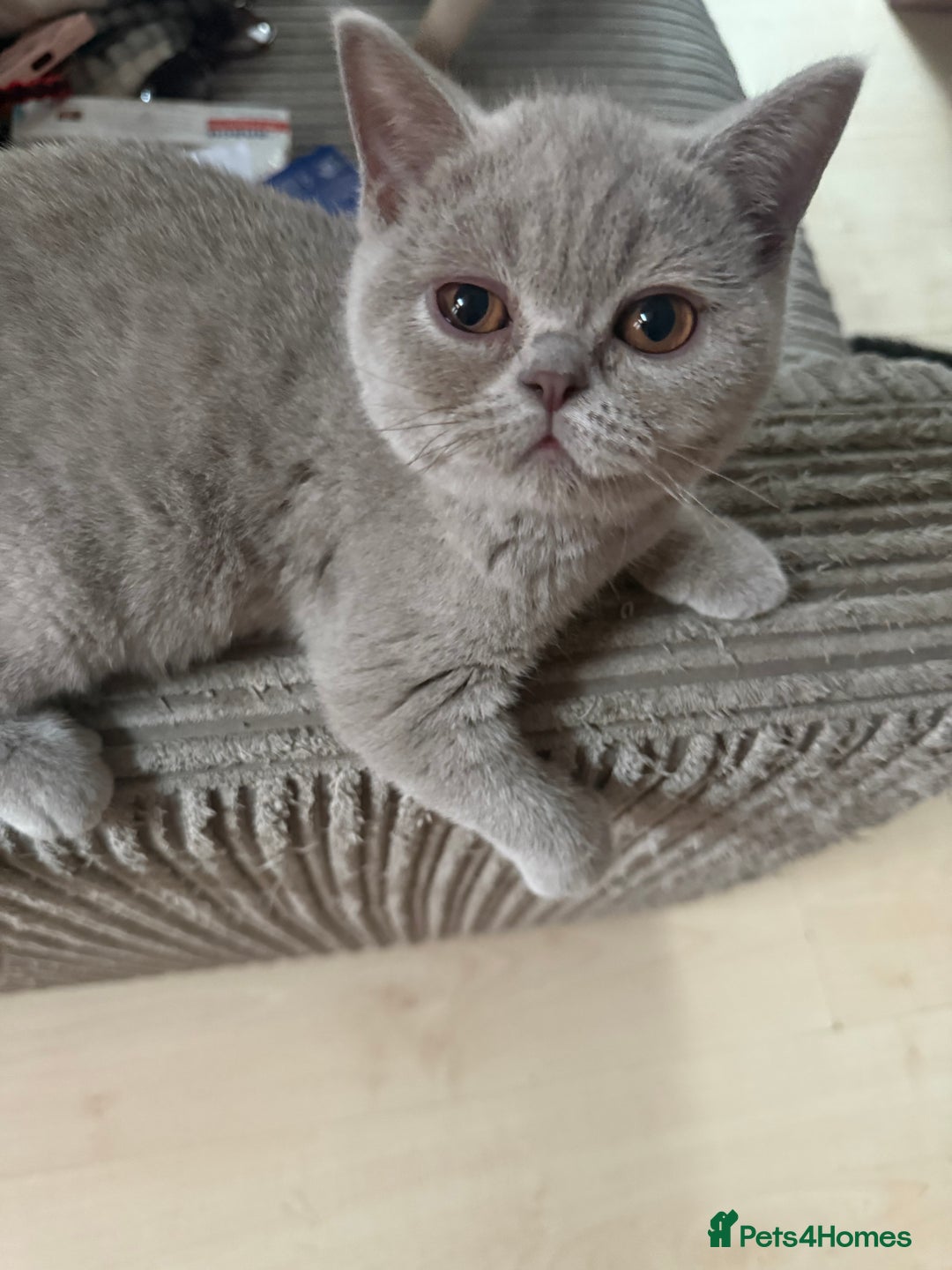 British Shorthair cats for sale: Lilac bsh female  - Image 3