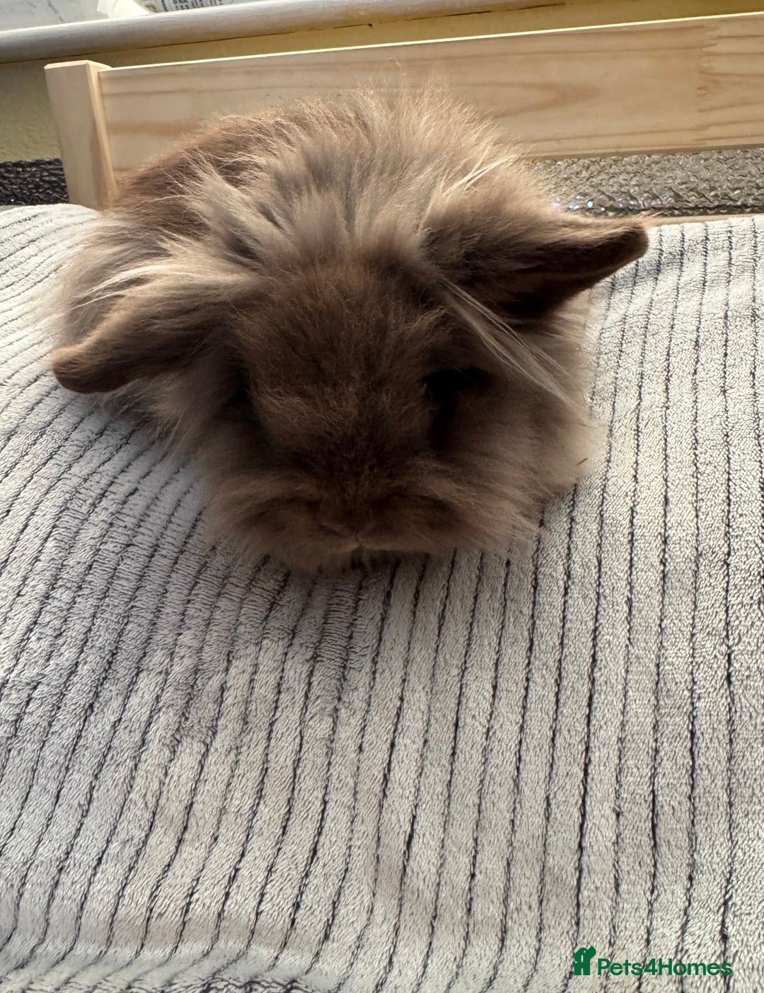 Lionhead rabbits for sale: Lionshead rabbits for sale - Advert 6