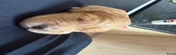 Cocker Spaniel dogs for sale: 2 cocker spaniel puppies  - Advert 10