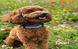 Cockapoo dogs for sale: Health Tested Miniature Cockapoo’s  - Image 11